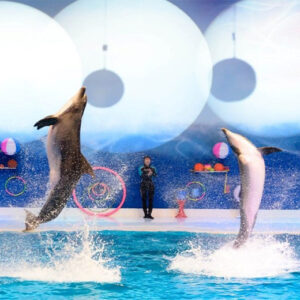 Dolphinarium